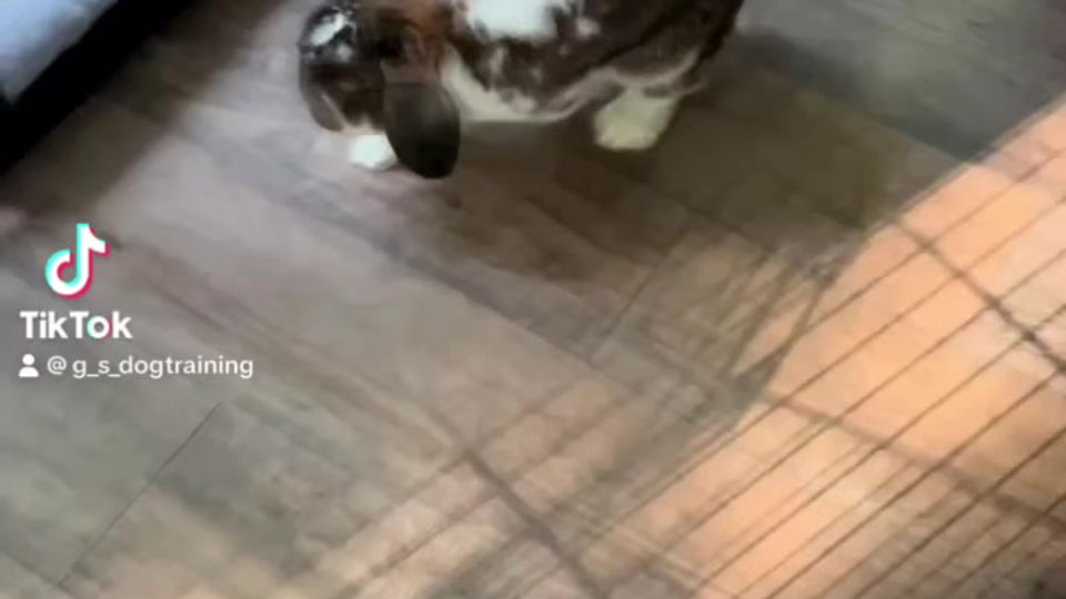 Bunny distraction